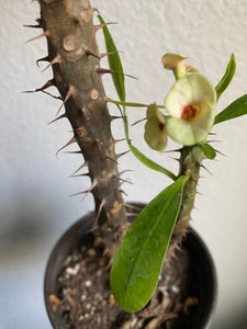 Euphorbia Milli- Crown of Thorns