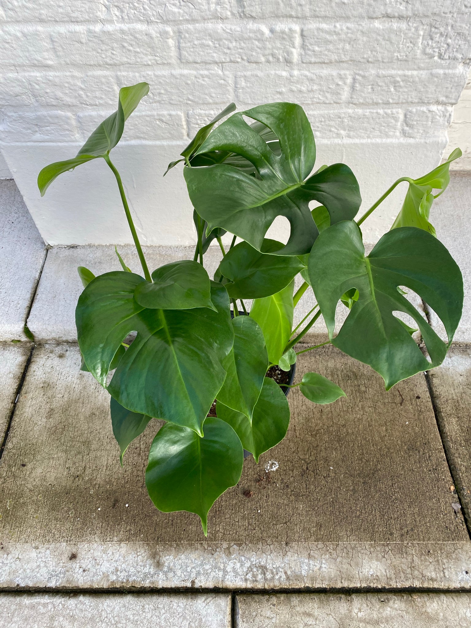 monstera plant portland Monstera Deliciosa