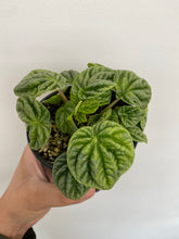 Load image into Gallery viewer, Peperomia - Ripple