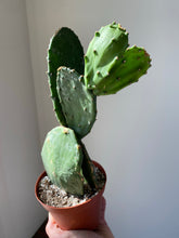 Load image into Gallery viewer, Prickly Pear Cactus
