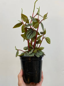 Peperomia - Piccolo Banda