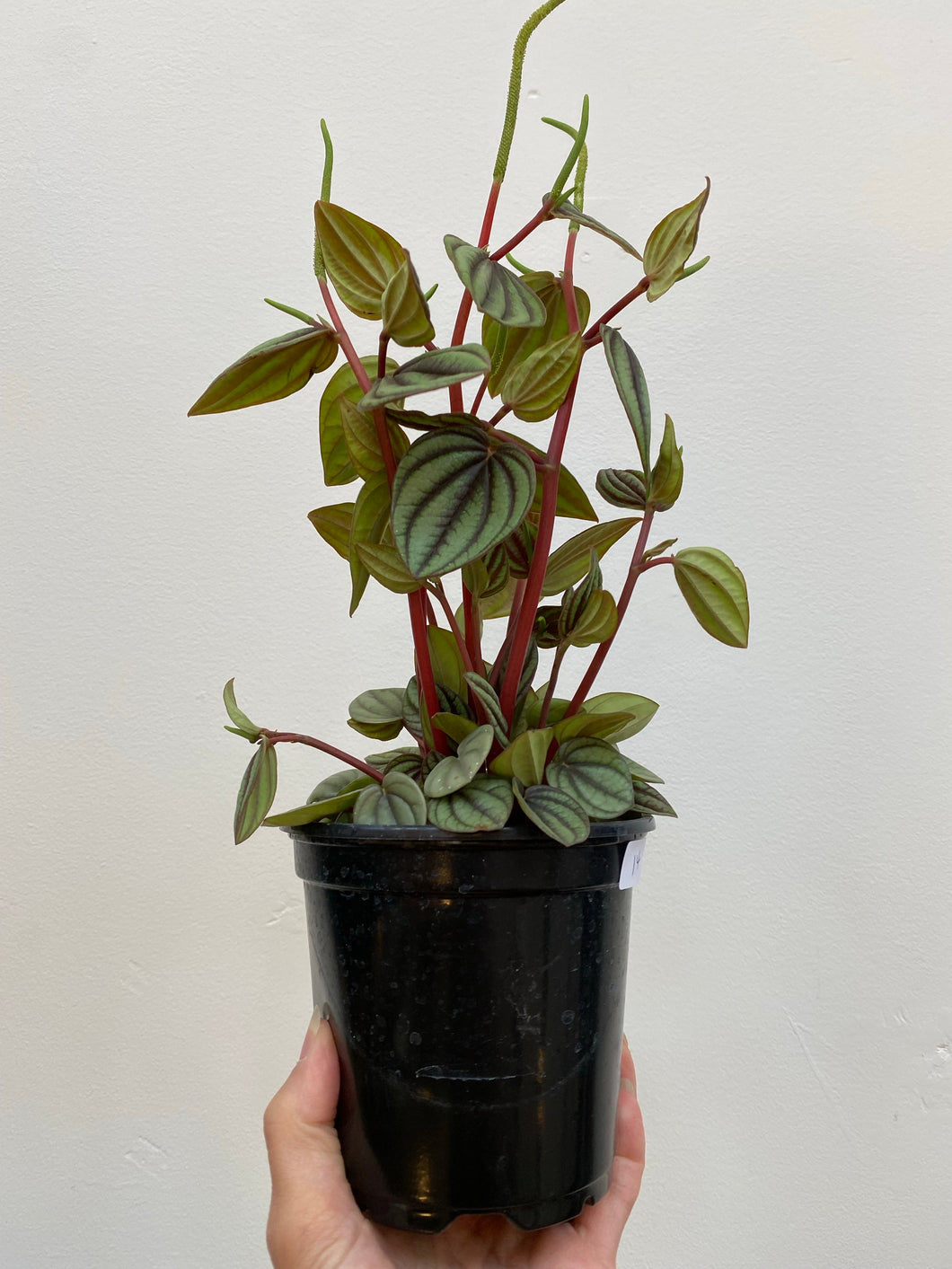 Peperomia - Piccolo Banda