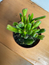 Load image into Gallery viewer, Crassula Ovata - Jade Gollum