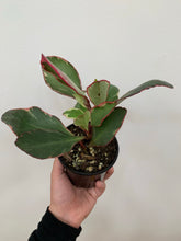 Load image into Gallery viewer, Peperomia - Ginny