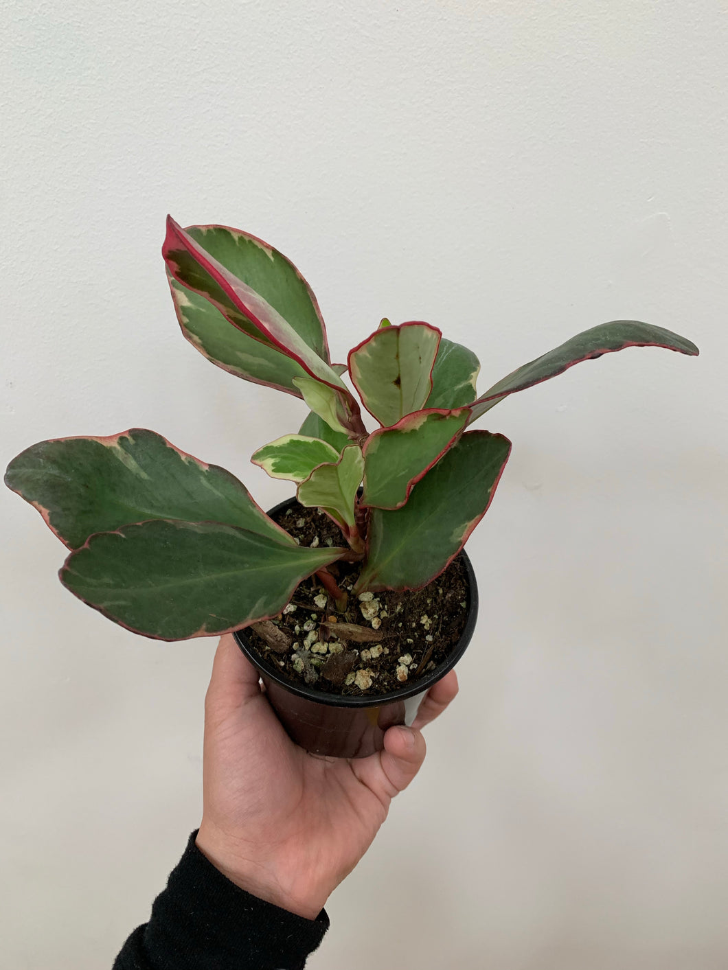 Peperomia - Ginny