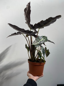 Alocasia - Polly - African Mask Plant - Premium Specimen