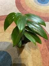 Load image into Gallery viewer, Rhaphidophora Decursiva