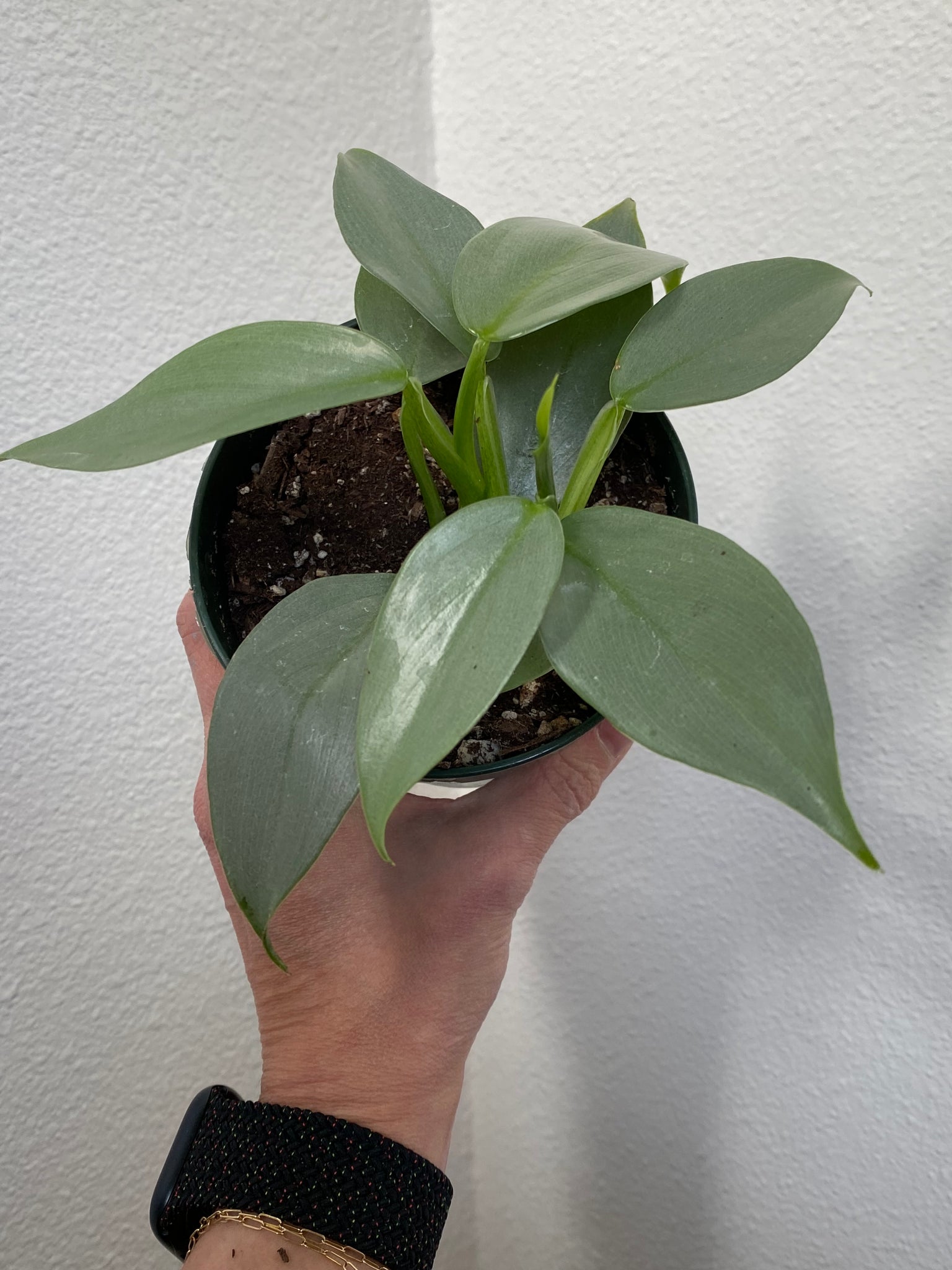 philodendron hastatum silver Philodendron Hastatum “Silver Sword”