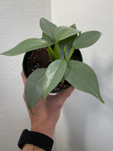 Load image into Gallery viewer, Philodendron Hastatum “Silver Sword” - 4”