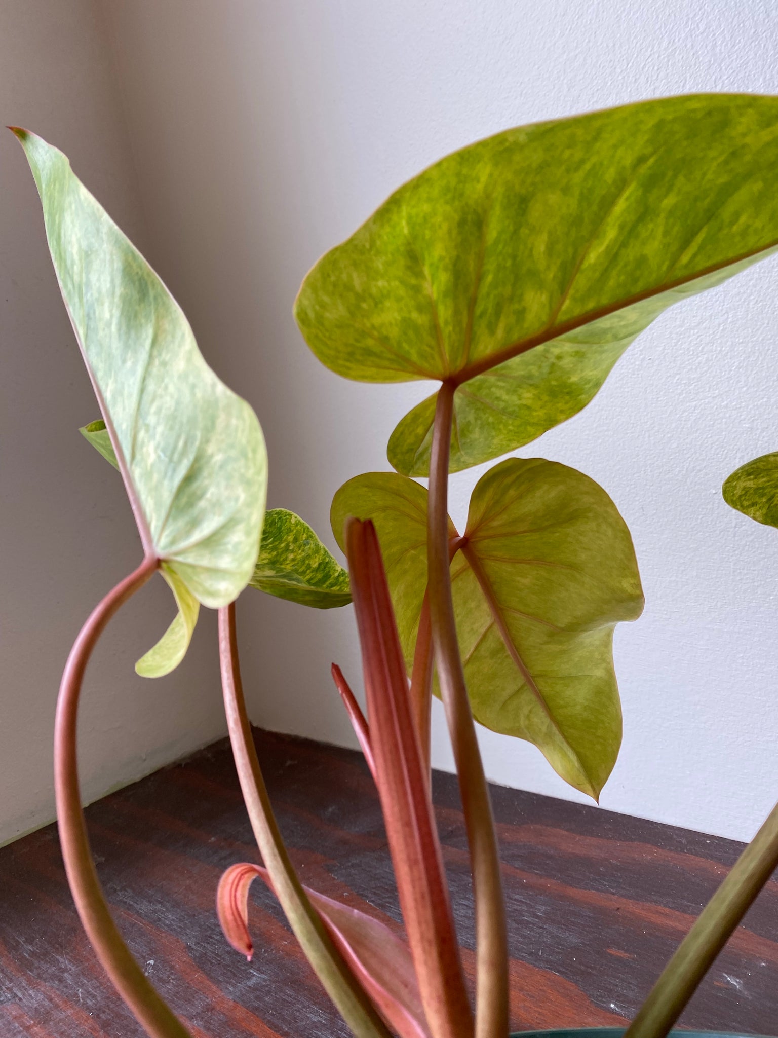 painted lady philodendron hybrid Philodendron Hybrid