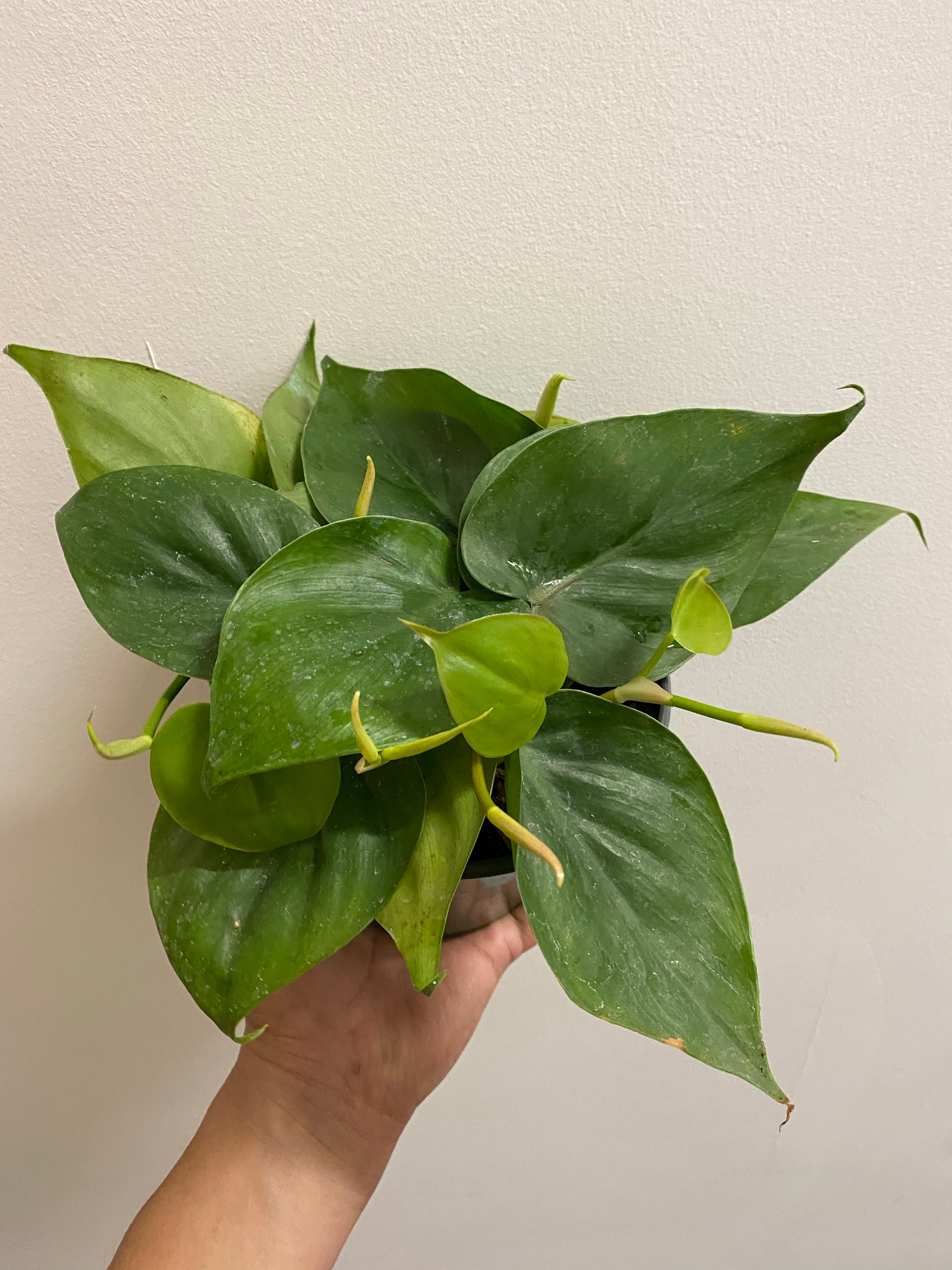 Philodendron Cordatum