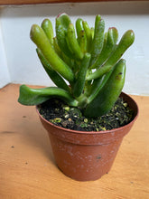 Load image into Gallery viewer, Crassula Ovata - Jade Gollum