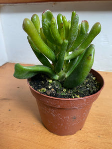 Crassula Ovata - Jade Gollum