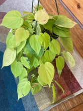 Load image into Gallery viewer, Philodendron Hederaceum - Lemon Lime Philodendron