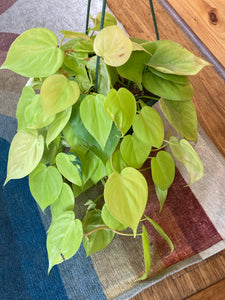 Philodendron Hederaceum - Lemon Lime Philodendron