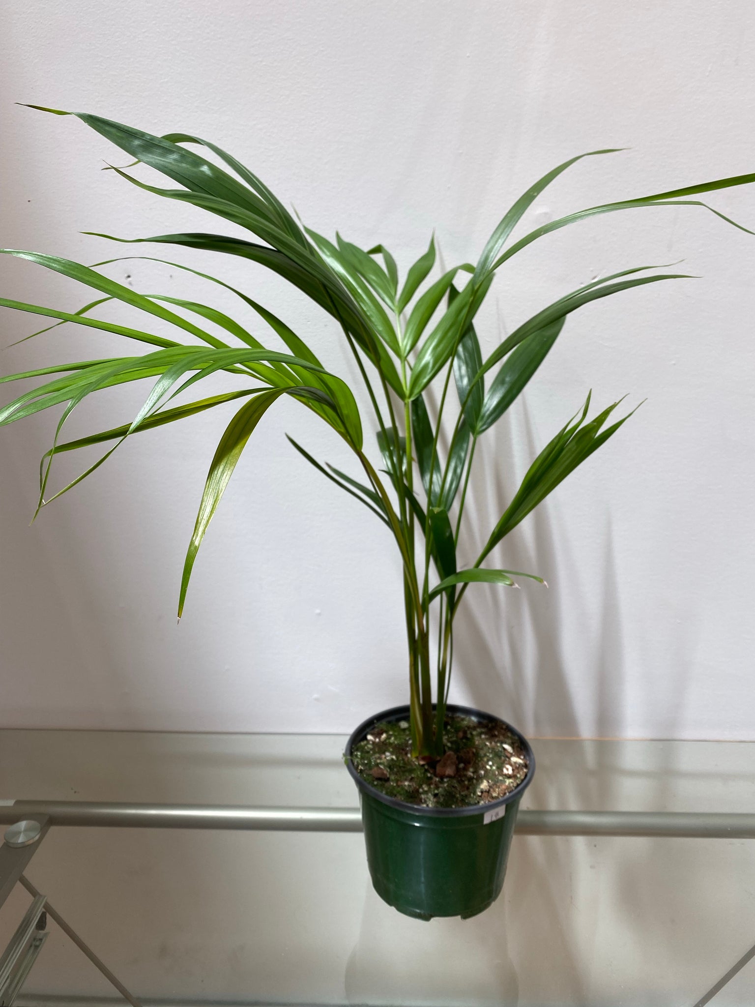 ravenea palm plant Ravenea Rivularis
