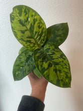 Load image into Gallery viewer, Homalomena Camouflage - 4&quot;
