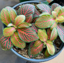 Load image into Gallery viewer, Fittonia
