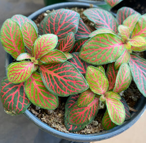 Fittonia