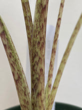 Load image into Gallery viewer, Alocasia - Sarian
