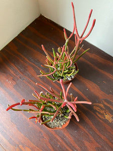 Euphorbia Tirucalli - Sticks on Fire - Red