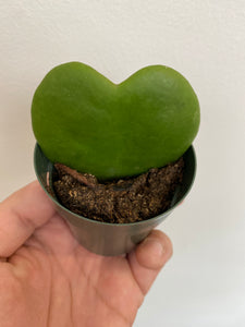 Hoya Kerrii - Sweetheart Vine