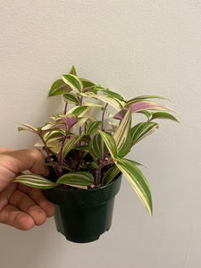 Tradescantia Fluminensis - Wandering Dude