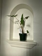 Load image into Gallery viewer, Alocasia - Sarian