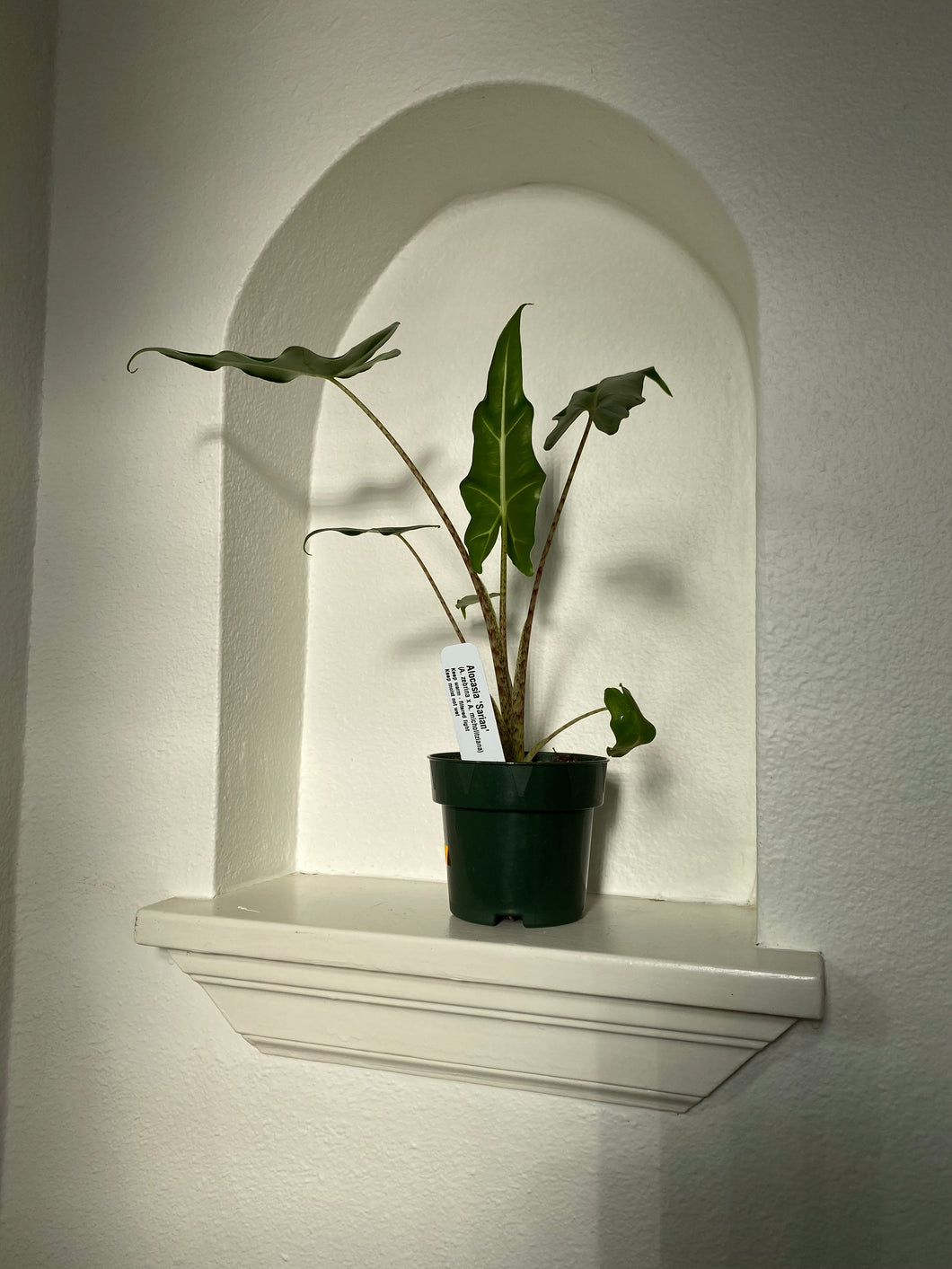 Alocasia - Sarian