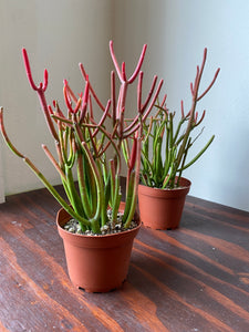 Euphorbia Tirucalli - Sticks on Fire - Red