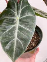 Load image into Gallery viewer, Alocasia - Purple Night
