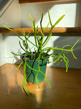 Load image into Gallery viewer, Euphorbia Tirucalli - Sticks on Fire - Green