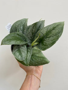 Scindapsus Pictus - Exotica