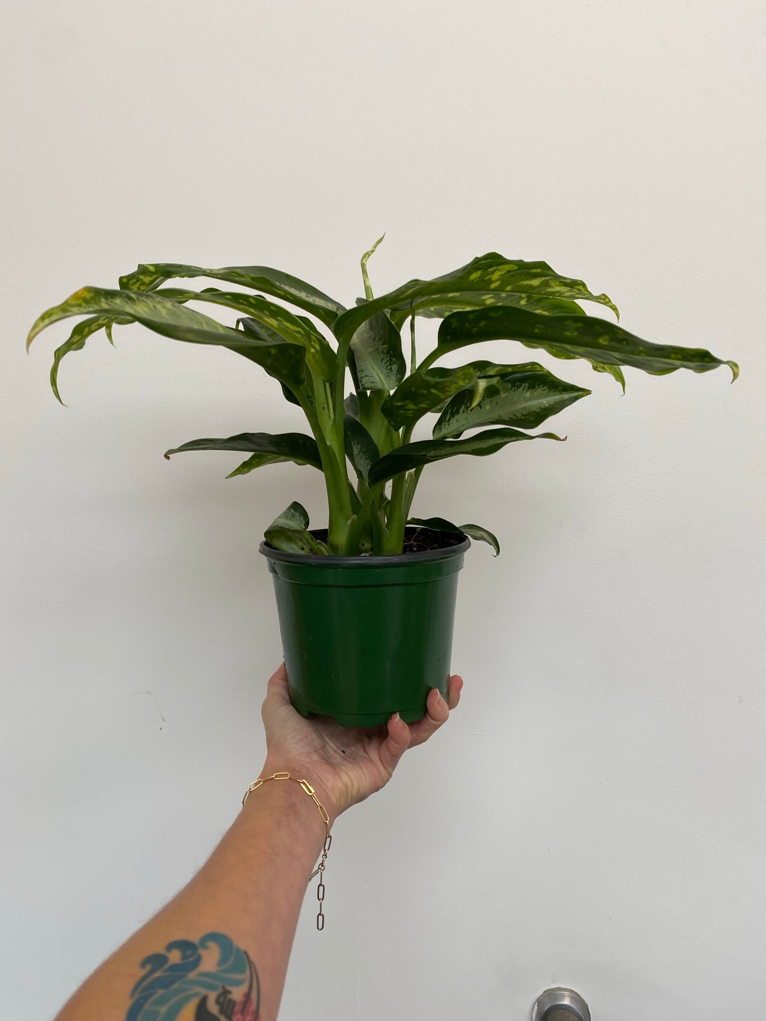 dieffenbachia tattoo Dieffenbachia Panther – WILDEHAUS