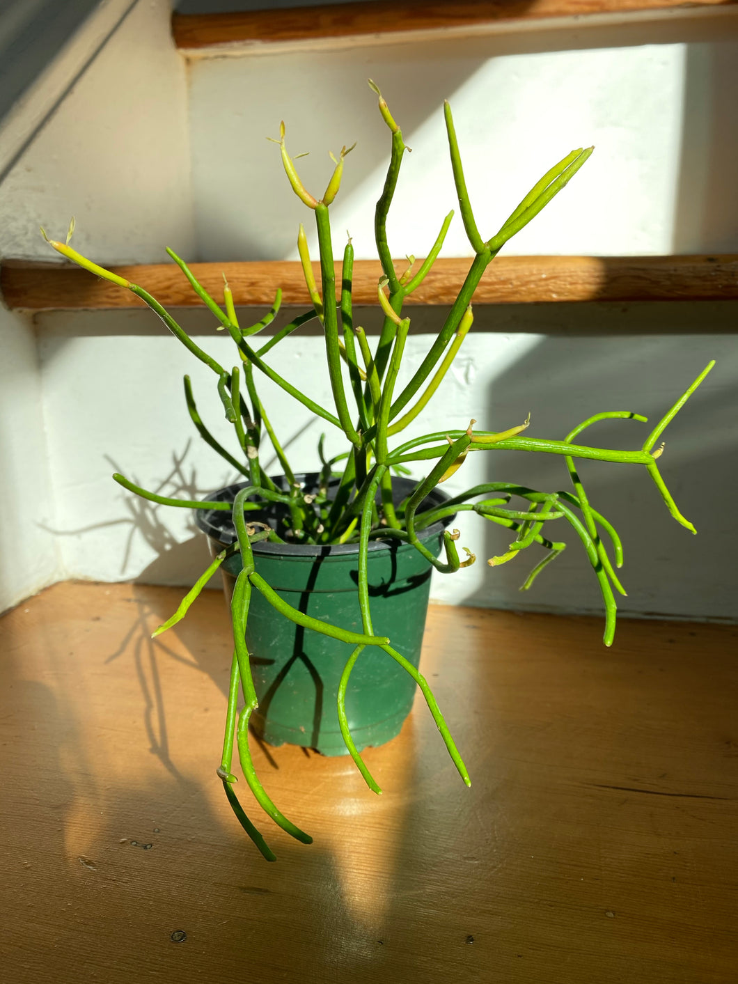 fire sticks plant indoors Euphorbia Tirucalli - Sticks on Fire