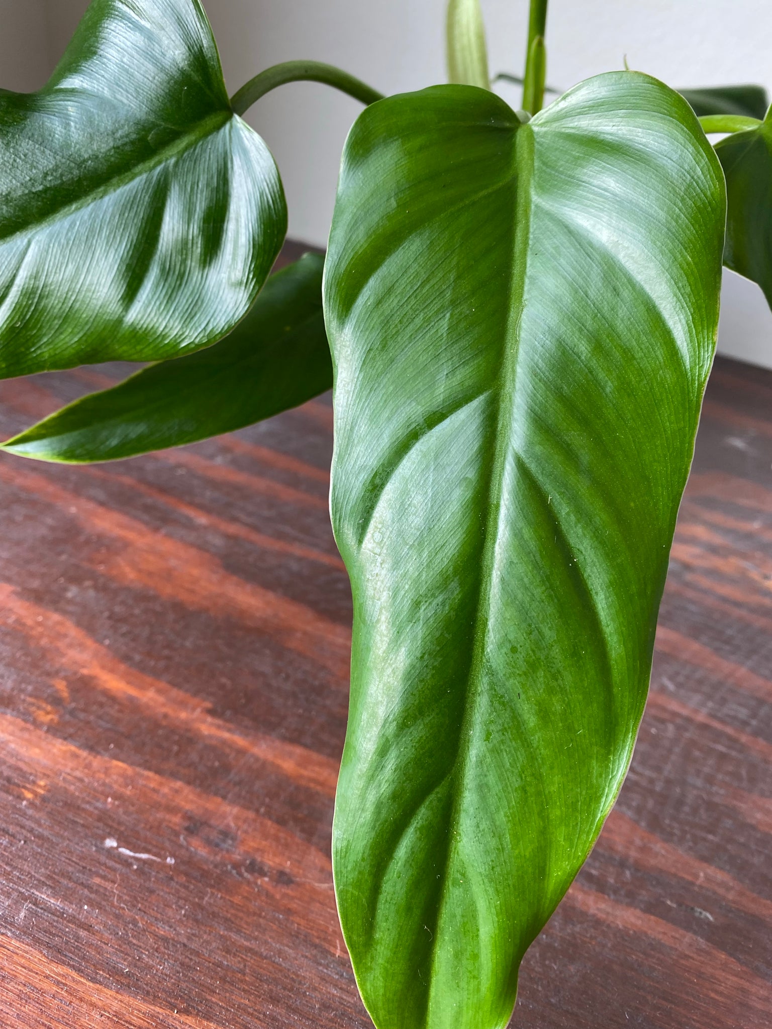 philodendron domesticum origin Philodendron Domesticum