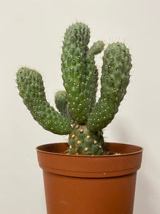 Opuntia Mamillata