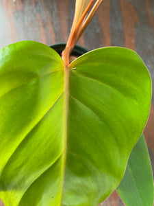 Philodendron Red Emerald - local pickup