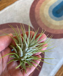 Ionatha Airplant - Sky Plant