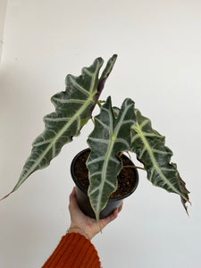 Alocasia - Polly - Dwarf African Mask Plant