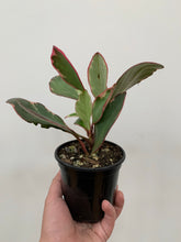 Load image into Gallery viewer, Peperomia - Ginny