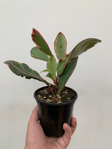 Peperomia - Ginny