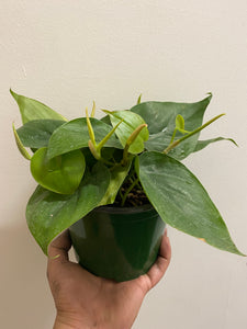 Philodendron Cordatum - Heart Leaf Philodendron