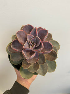 Succulents - Assorted - 6"