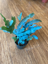 Load image into Gallery viewer, Polypodium pseudoaureum - &#39;Blue Star&#39; - Rabbit&#39;s Foot Fern
