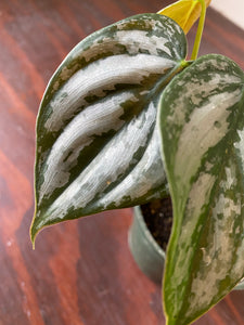 Philodendron Brandtianum