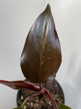 Load image into Gallery viewer, Philodendron Pink Princess - standard 4&quot;