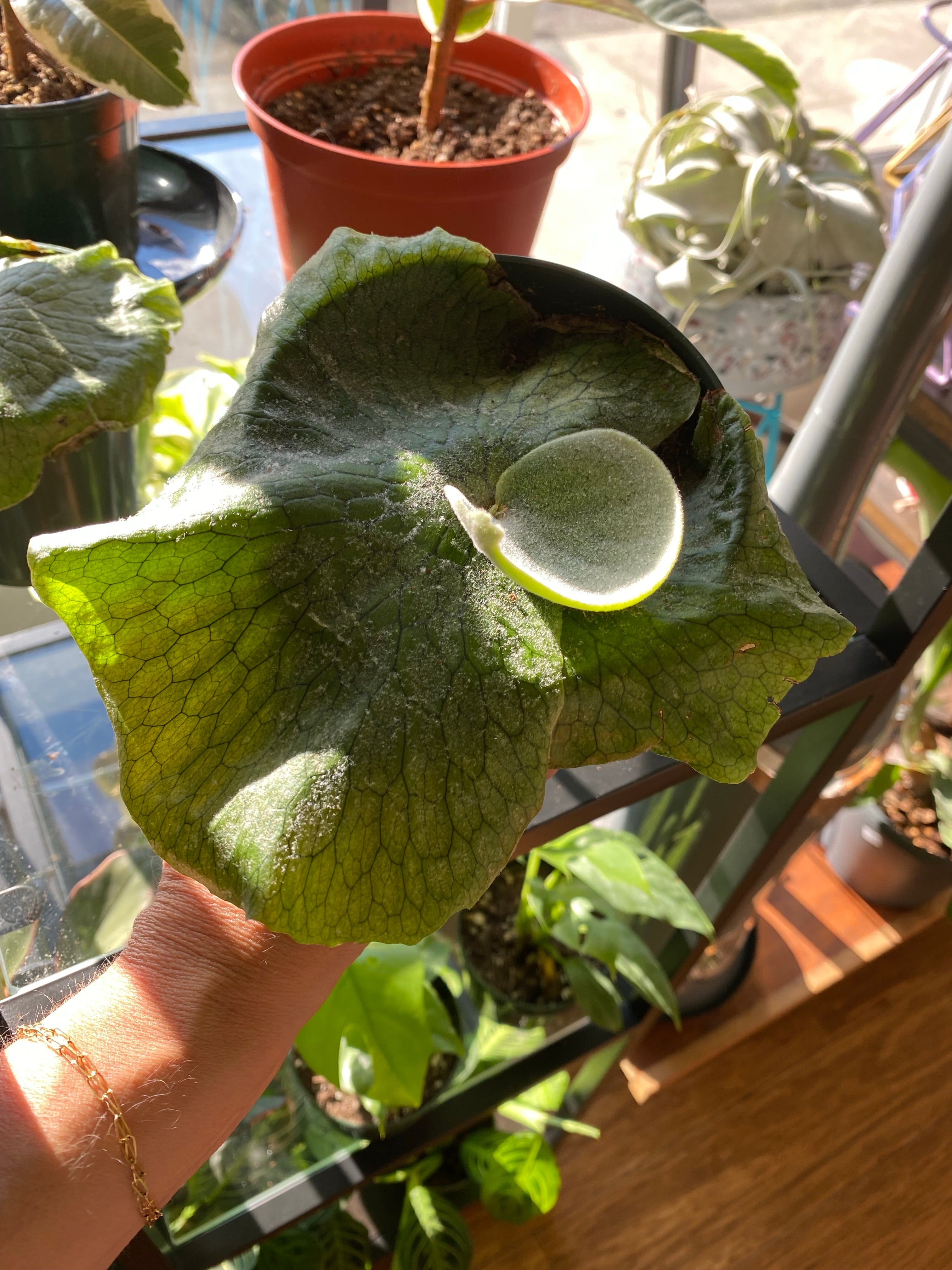 Platycerium Superbum – WILDEHAUS