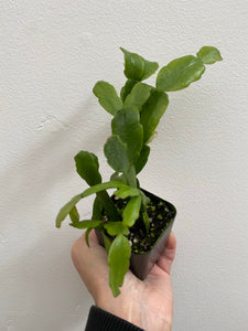 Schlumbergera Cactus