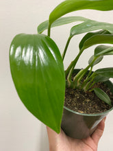 Load image into Gallery viewer, Rhaphidophora Decursiva